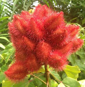 Achiote