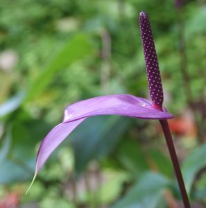 Anthurium