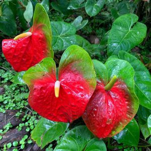 Anthurium