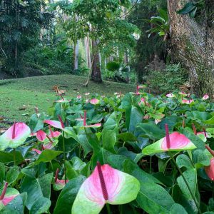 Anthurium