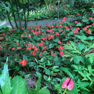 Anthurium