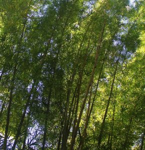 Bamboo"