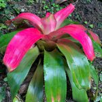 Pink and green bromeliad
