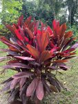 Red Cordyline in Flower Forest