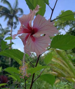 Hibiscus"