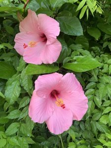 Hibiscus"