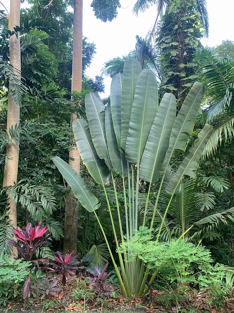 Ravenala Madagascariensis Palm, Travellers Tree or