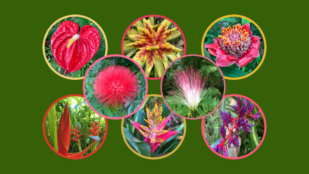 Collage of tropical flowers