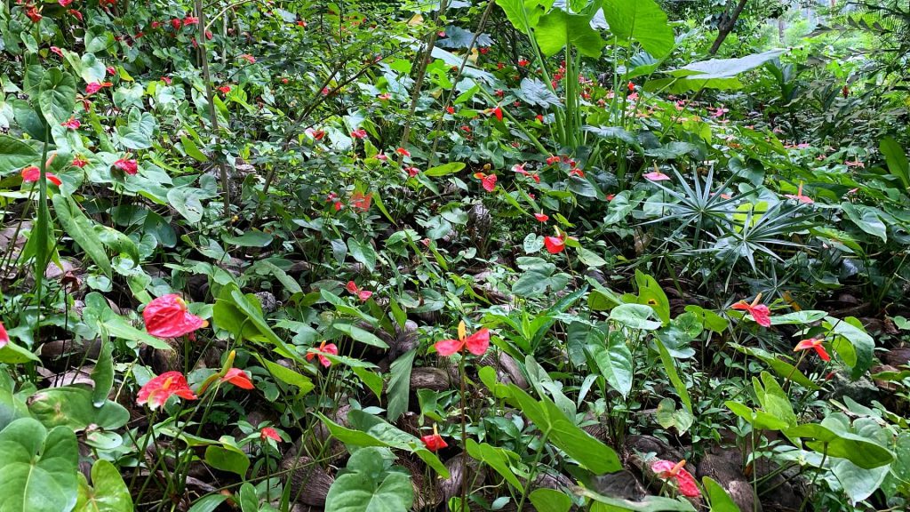 Floral background featuring anthurium flowers